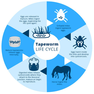 thumb life cycle tapeworm